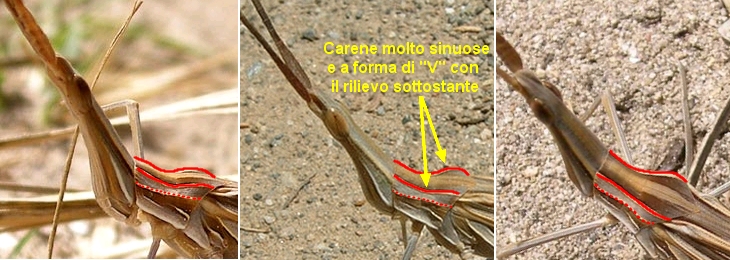 Truxalis nasuta (Acrididae) in Sicilia